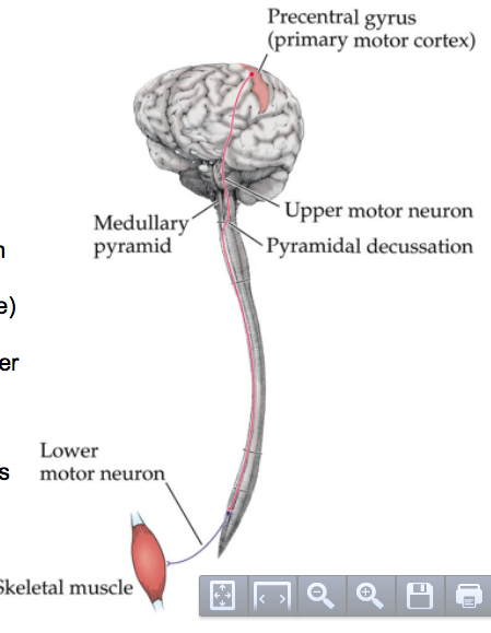 upper motor neuron