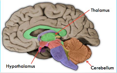 Intro Mind And Brain - Topic 2 - Foundation - Brains Flashcards by ProProfs