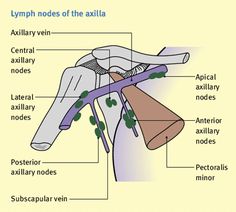 Lymphatic System Vocabulary Flashcards by ProProfs