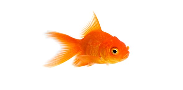 Fish Not A Fish - ProProfs Quiz