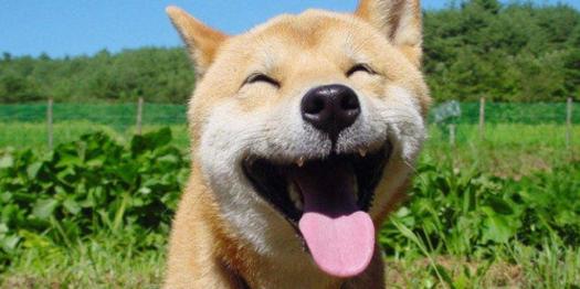what breed should i get quiz what of should i get page 2 g35driver breeds picture what breed should i get quiz what of should i get page 2 g35driver breeds picture