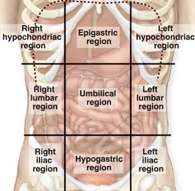 Abdominal Regions And Quadrants
