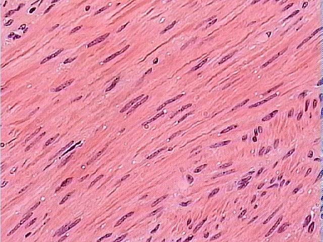 Histology Slides-Lab 1 Flashcards by ProProfs