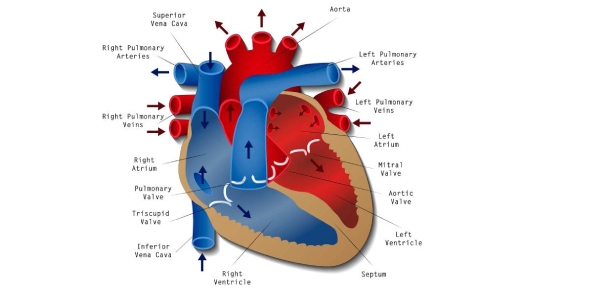 Is human heart myogenic or neurogenic? - ProProfs Discuss