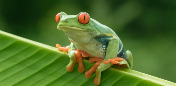 Is it true that amphibians are related to reptiles? - ProProfs Discuss