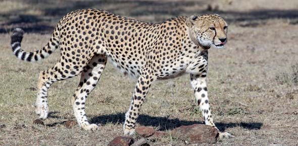 How much does the average adult male cheetah weigh? - ProProfs Discuss